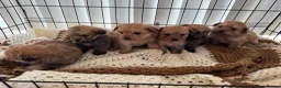 Pomapoo dogs for sale: Pomapoo puppies  - Advert 8