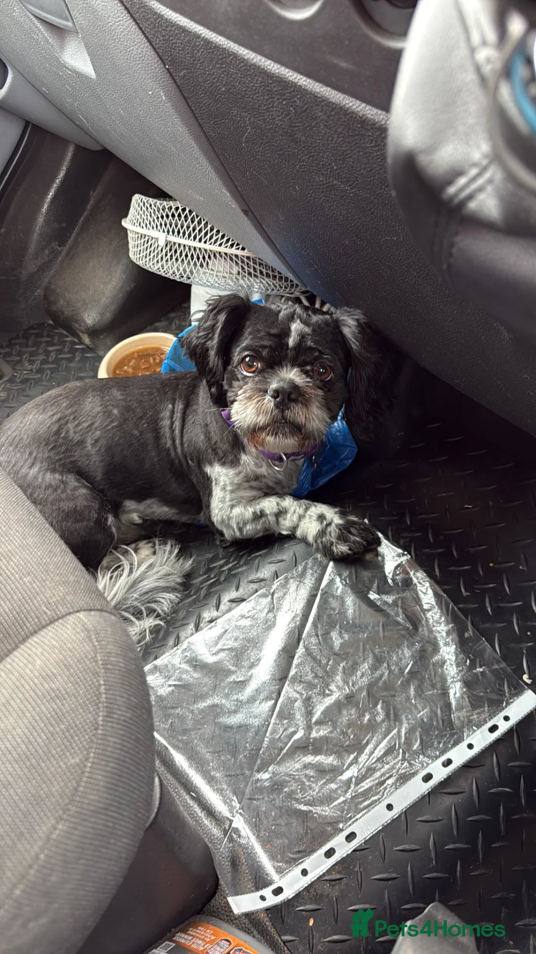 Shih Tzu dogs for stud: Shih Tzu for stud! - Advert 5