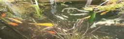 Koi Carp fish for sale: Pond Clearance  - Advert 12