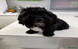 Shihpoo dogs for sale: Shihpoo  - Image 10