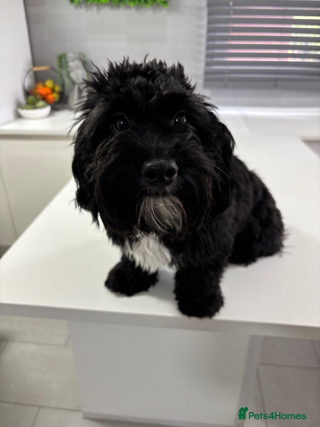 Shihpoo dogs for sale: Shihpoo  - Image 10