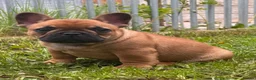 French Bulldog dogs for sale: Champion sired health tested standard line French  in Doncaster - Advert 7
