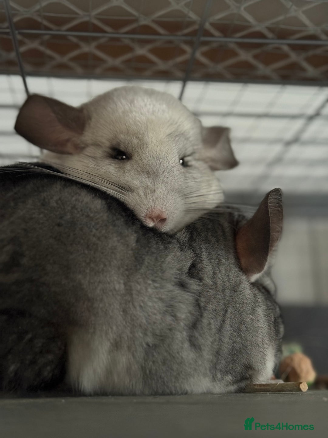 Chinchilla rodents for sale: 3 Chinchillas (family) - Image 24
