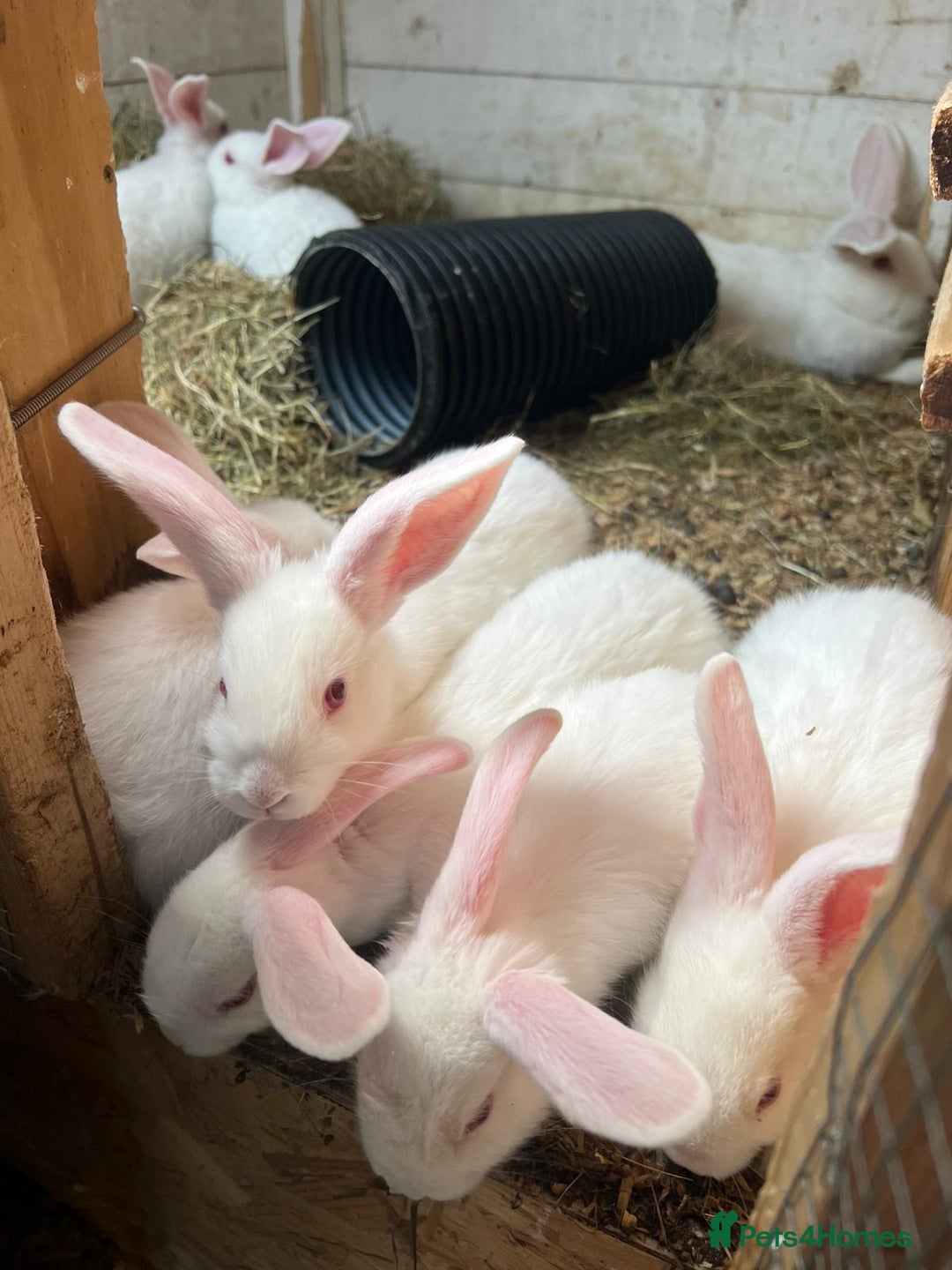 New Zealand rabbits for sale: Pure white New Zealand  - Image 4