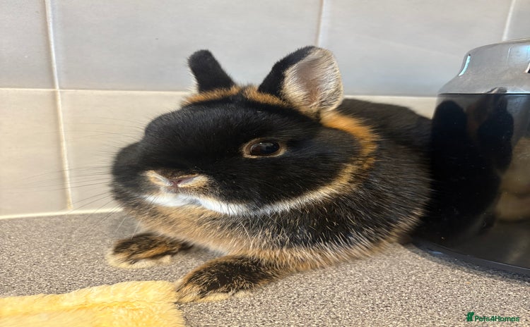 Netherland Dwarf rabbits Pure Netherland Dwarfs - Advert 7