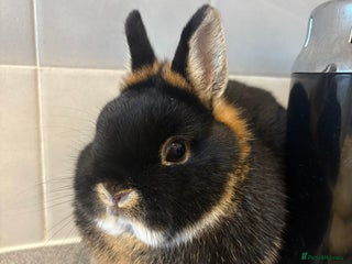 Netherland Dwarf rabbits for sale: Pure Netherland Dwarfs - Advert 1