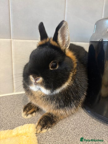 Netherland Dwarf rabbits Pure Netherland Dwarfs - Advert 3