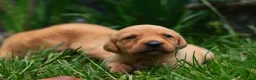 Labrador Retriever dogs for sale: Top Deep Red Quality Labrador Puppies KC Reg  - Advert 15