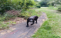 Labrador Retriever dogs for sale: Labrador puppy is looking for her forever home - Image 10