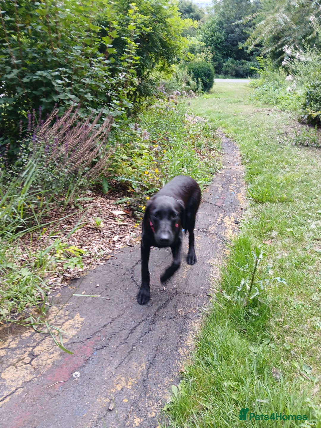 Labrador Retriever dogs for sale: Labrador puppy is looking for her forever home - Image 10
