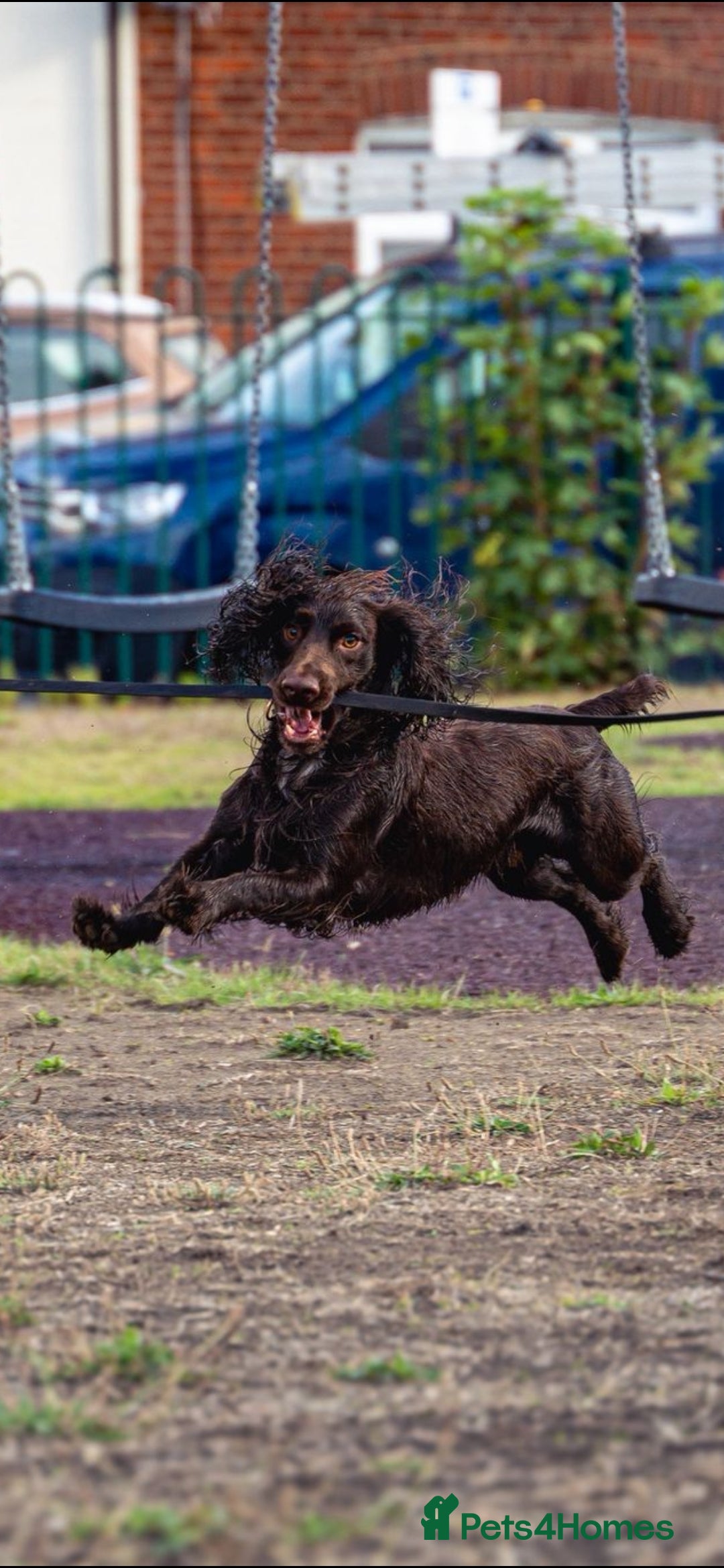 Cocker Spaniel dogs for stud: Pure bread 9th generation working cocker - Advert 4