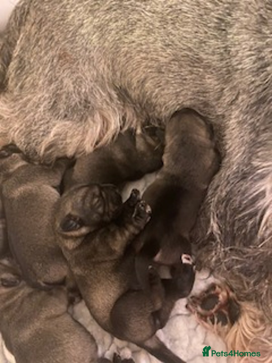 Schnauzer dogs for sale: Kennel Club registered puppies  - Advert 8