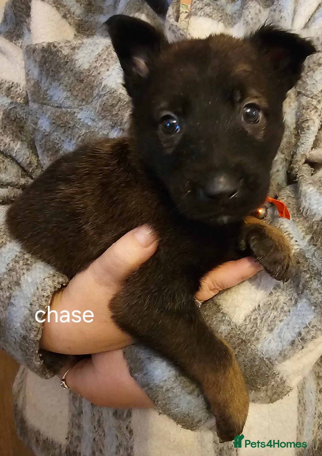 Belgian Shepherd Dog dogs for sale: Belgian malinois puppies  - Image 8