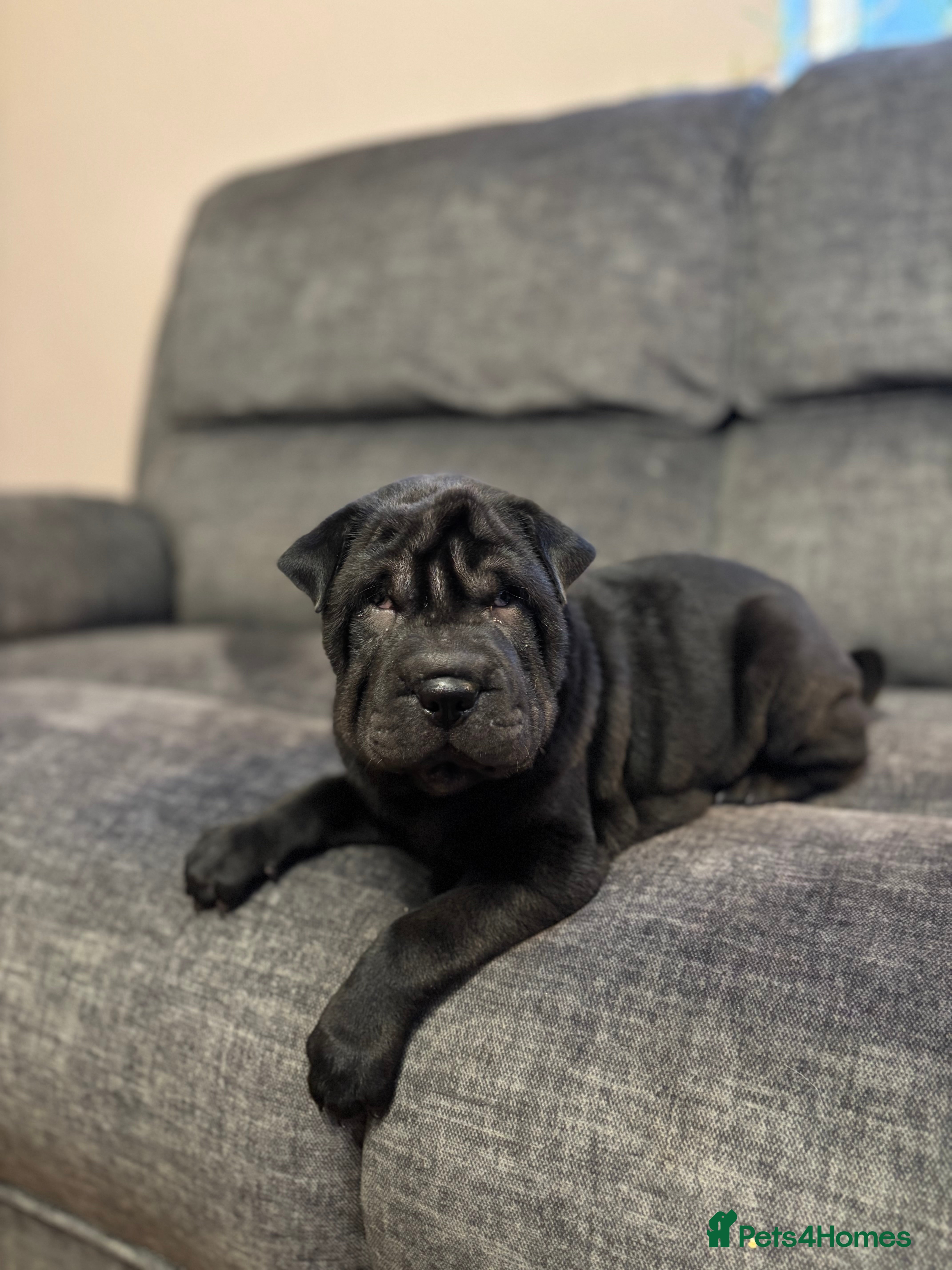 Shar Pei dogs Healthy Shar Pei puppies - Advert 1