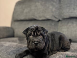 Shar Pei dogs Healthy Shar Pei puppies - Advert 2