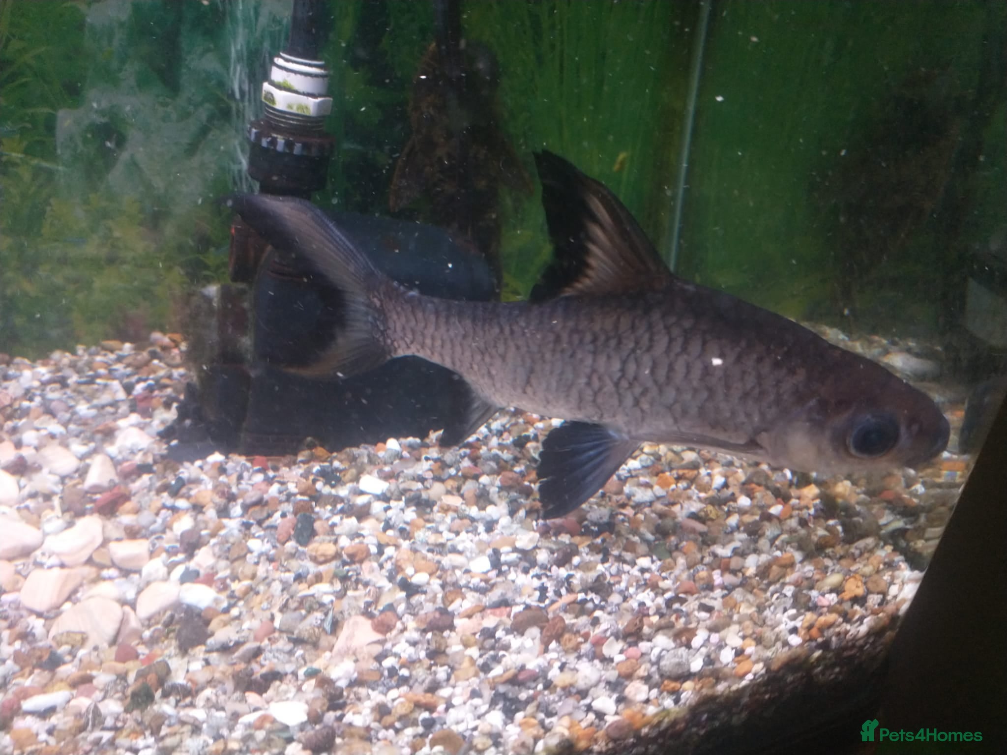 Other/Mixed Breed fish Rainbow Shark, Red-Tailed Catfish, Brown Bullhead - Advert 1
