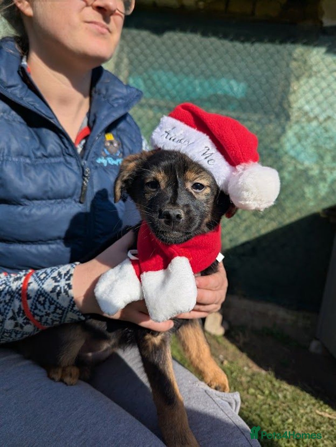 Mixed Breed dogs for adoption: (A pinch of)Parsley!  - Advert 5