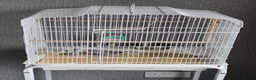 Budgerigars birds for sale: Budgies 2 for sale  - Advert 3