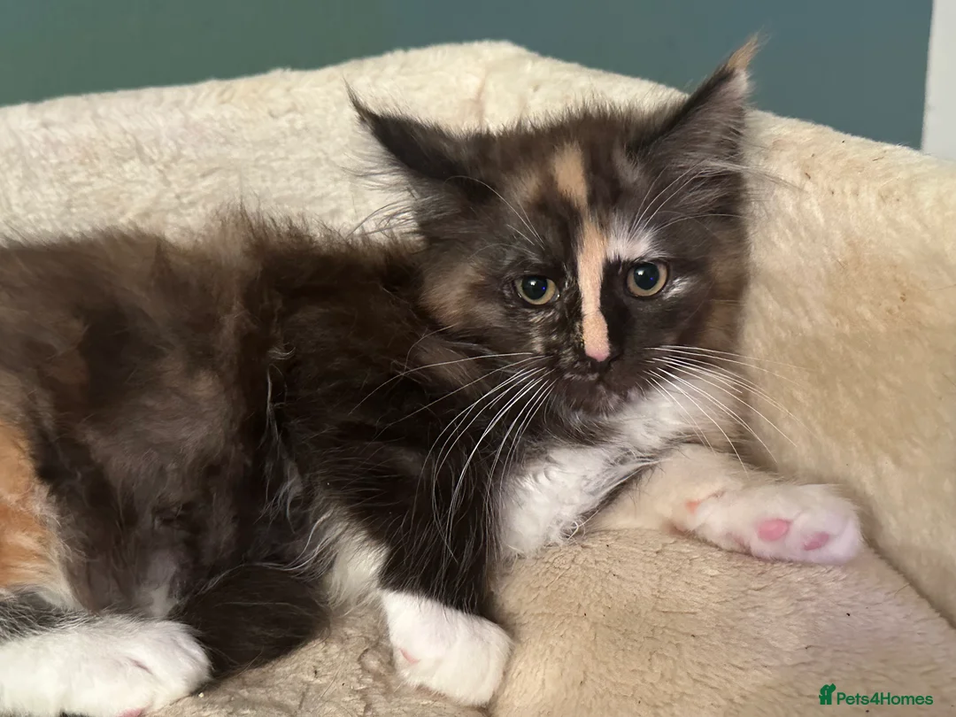 Maine Coon cats for sale: Tica Registered  Maine Coon Girl - Advert 4