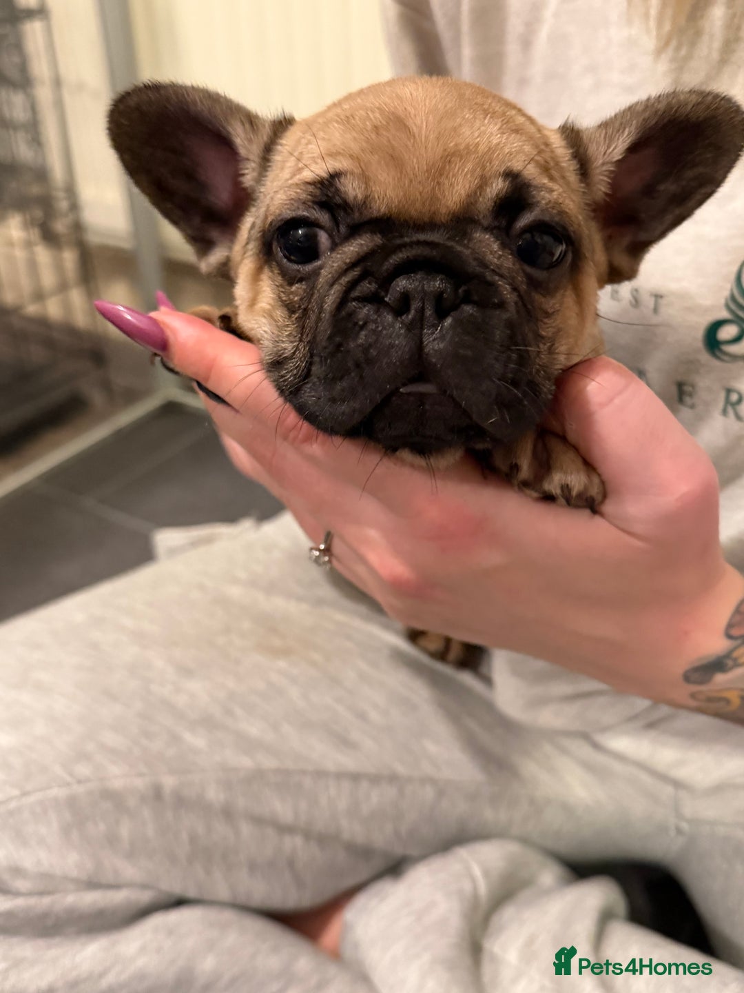 French Bulldog dogs for sale: Beautiful French bulldog puppies 🐶  - Advert 23