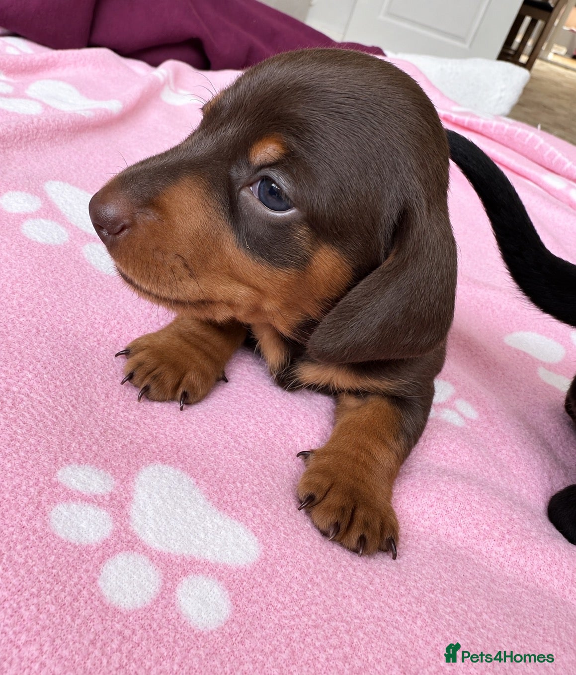 Miniature Dachshund dogs 🐾 Gorgeous Miniature Dachshund Puppies 🐾 - Advert 9