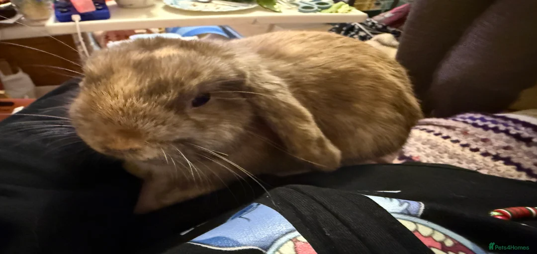 Gallery Image {{count}}