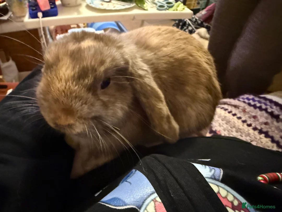 Gallery Image {{count}}