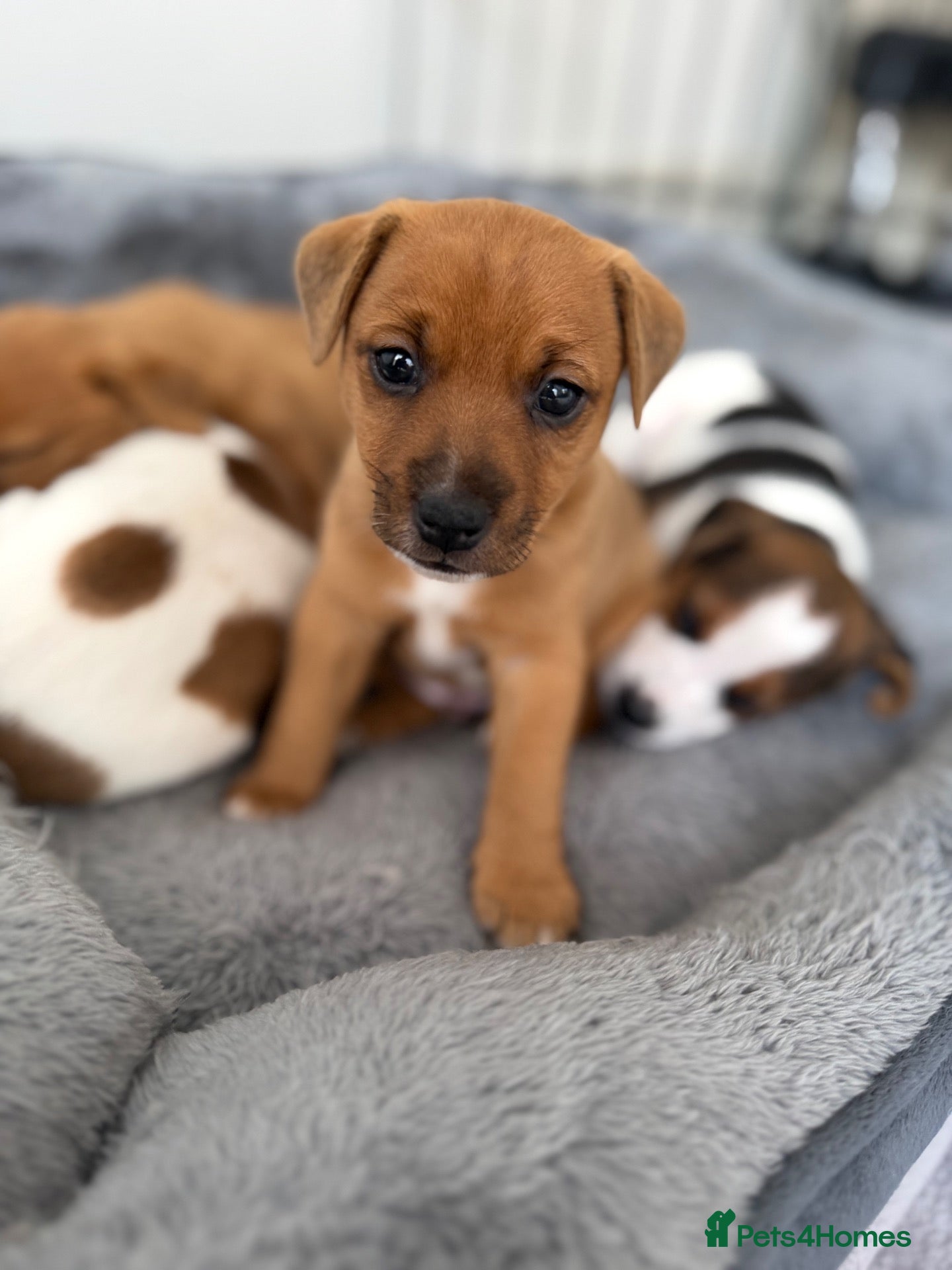 Jack Russell dogs Gorgeous Smooth-Coated Jack Russell Puppies 🐾 - Advert 2