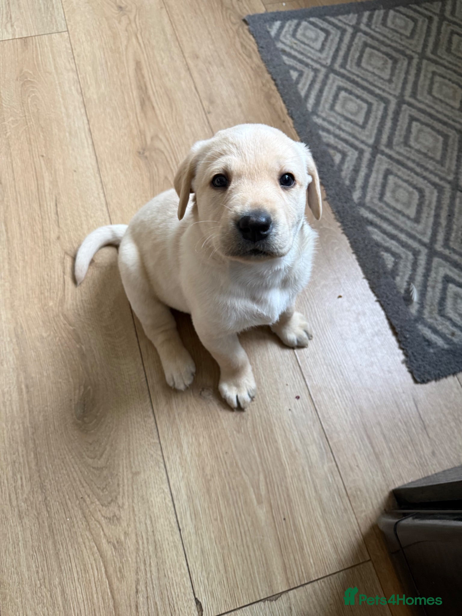 Labrador Retriever dogs  KC registered Labrador puppies for sale  - Advert 2