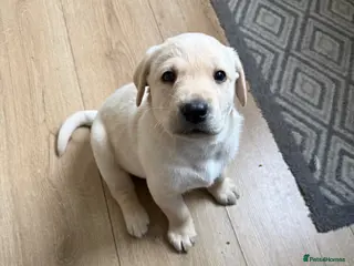 Labrador Retriever dogs KC registered Labrador puppies for sale - Advert 2