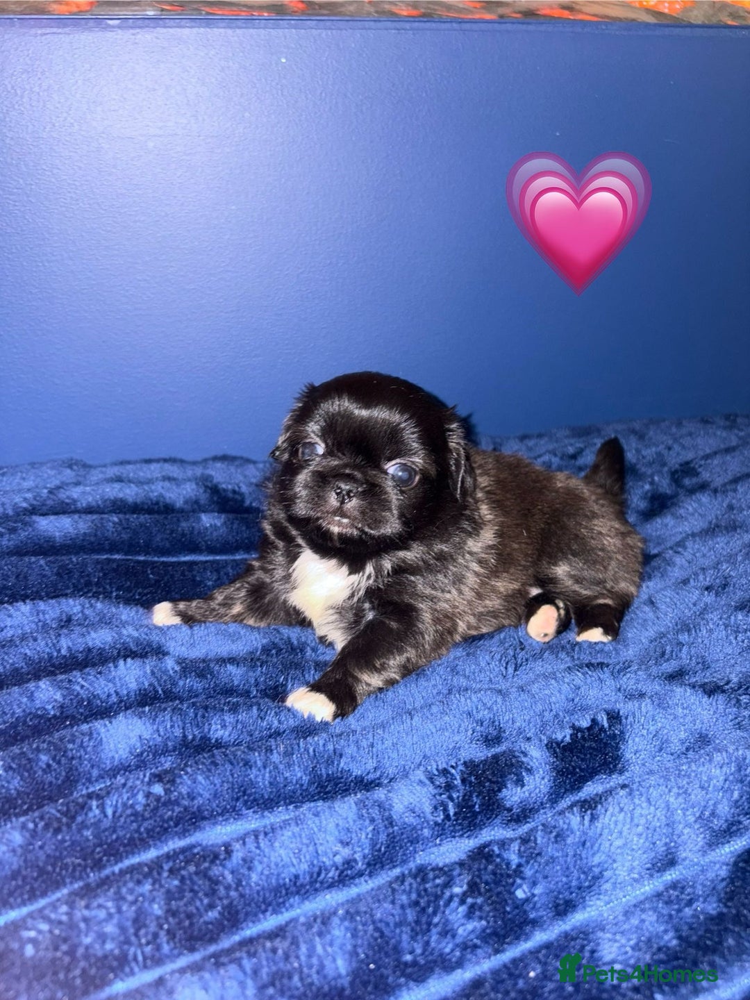 Pekingese dogs for sale: Adorable Pekingese puppies - Advert 4