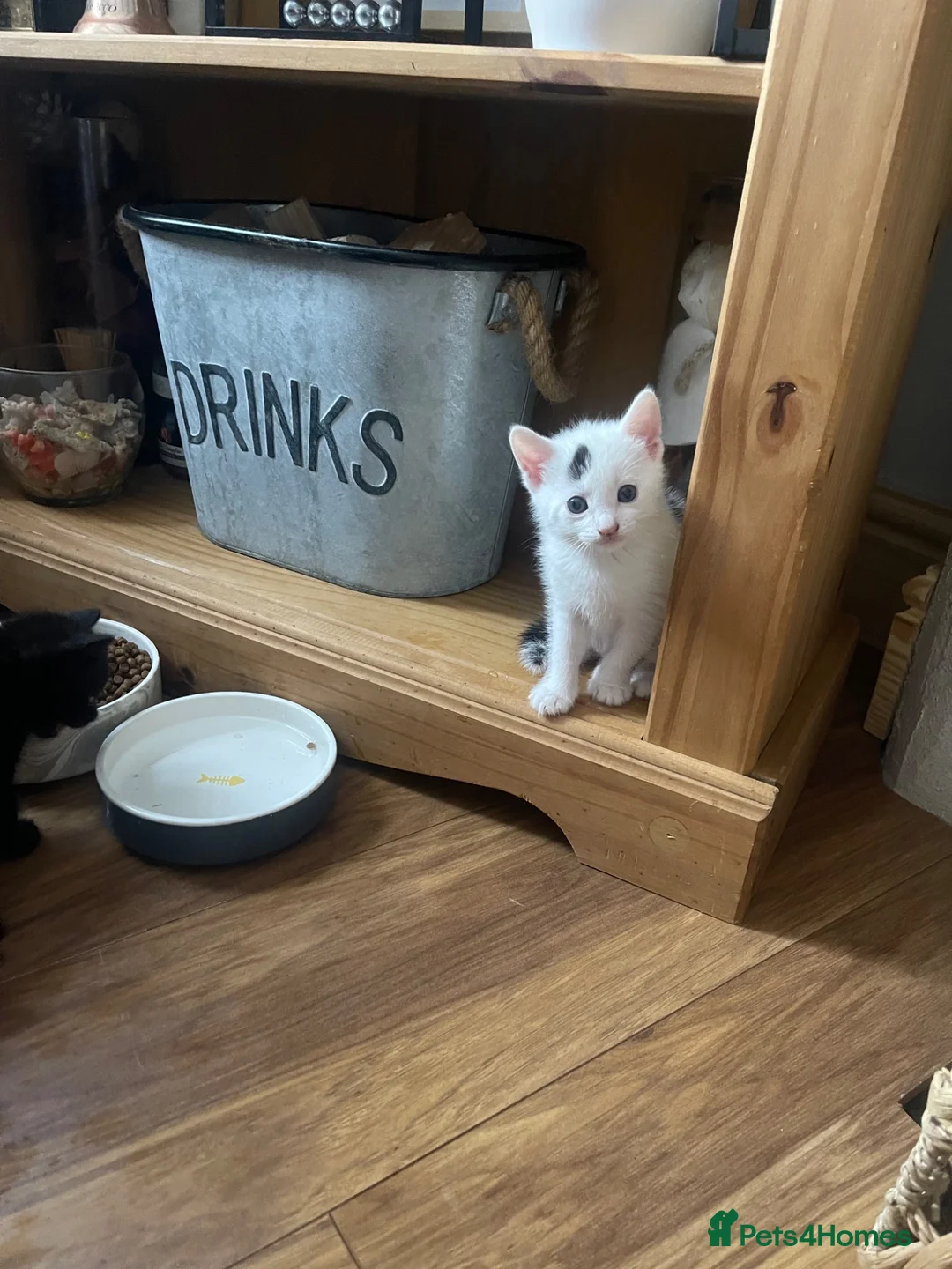 Mixed Breed cats for sale: Kittens for sale  - Advert 2