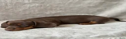 Miniature Dachshund dogs for sale: Chocolate and tan short haired mini dachshund  - Advert 28