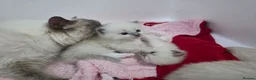 Ragdoll cats for sale: GCCF REGISTERED RAGDOLL KITTENS - Advert 4
