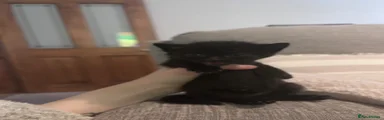 Female Black kittens 