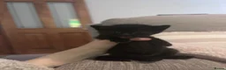 Domestic Shorthair cats for sale: Tabby kittens - Advert 3