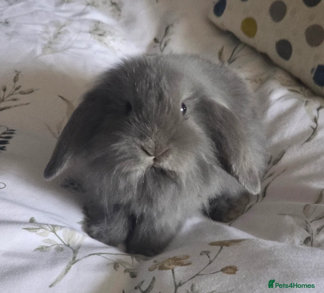 Mixed Breed rabbits for sale: 4 Rabbits for Sale - 8 weeks old (£20 each) - Advert 1