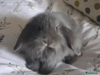 Mixed Breed rabbits 4 Rabbits for Sale - 8 weeks old (£20 each) - Advert 5