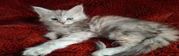 Maine Coon cats for sale: Tica Registered Maine Coon Kittens - Advert 13