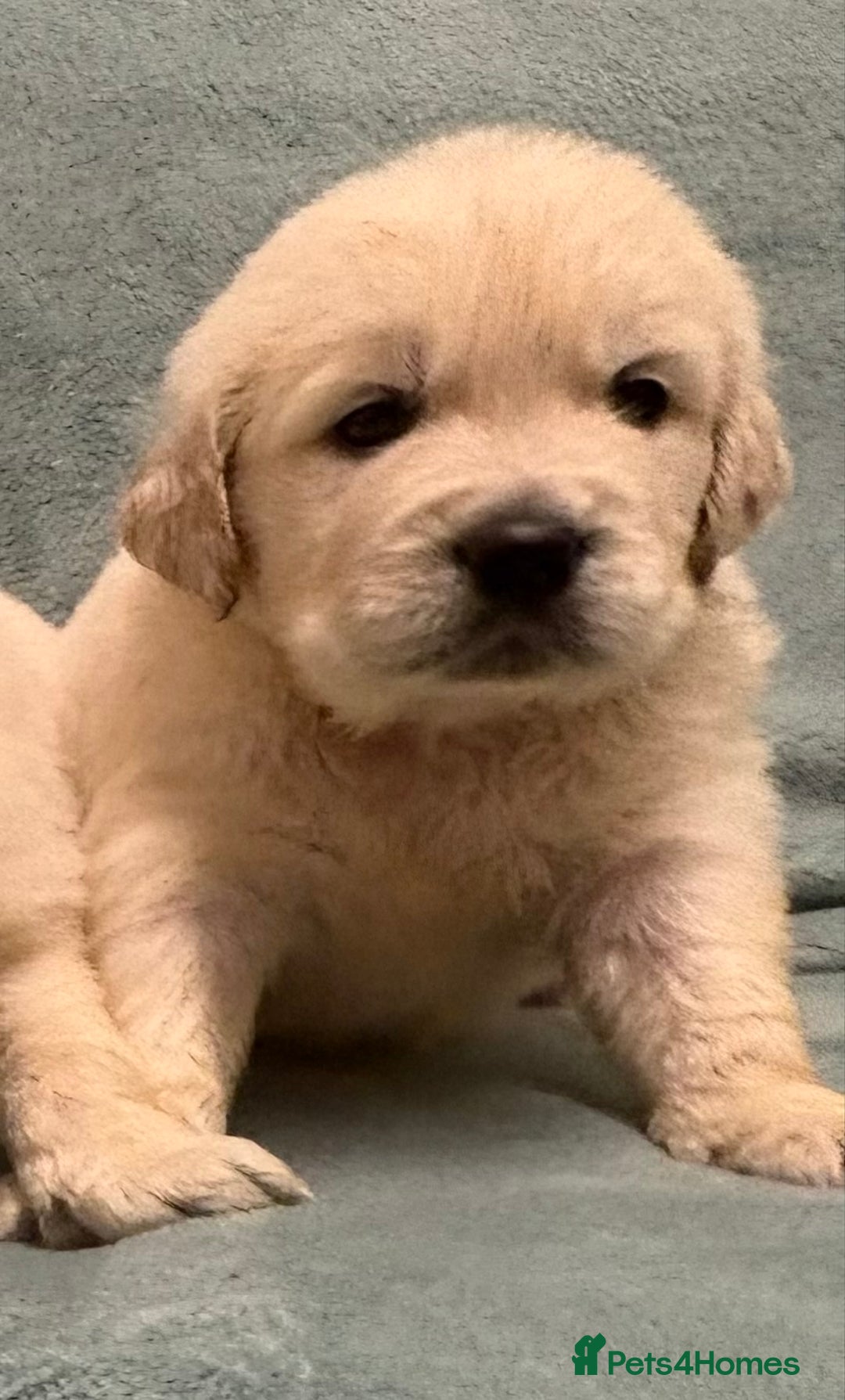 Golden Retriever dogs for sale: Golden Retriever Pups from Health Tested Parents  - Advert 25