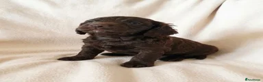 Cockapoo 2