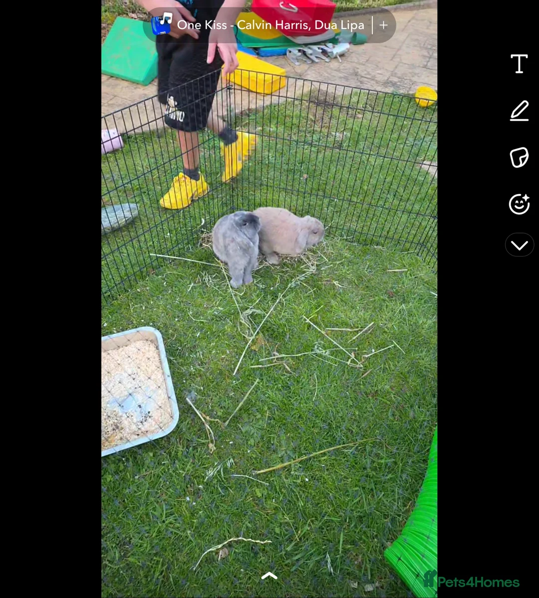 Mini Lop rabbits for sale: Bonded mini lop bunny pair - male & female - Advert 14
