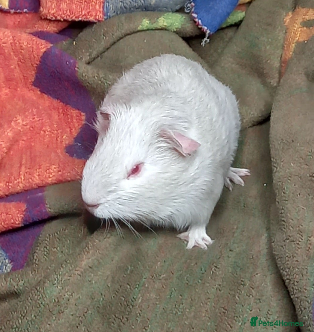 Guinea Pig rodents Baby Guinea Pigs for Sale - Advert 1