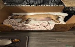 Mixed Breed dogs for sale: Staffordshire bullterrier x whippet - Image 2