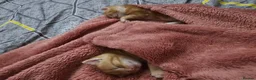 Domestic Shorthair cats for sale: 2 kittens for sale. in Sheffield - Advert 17