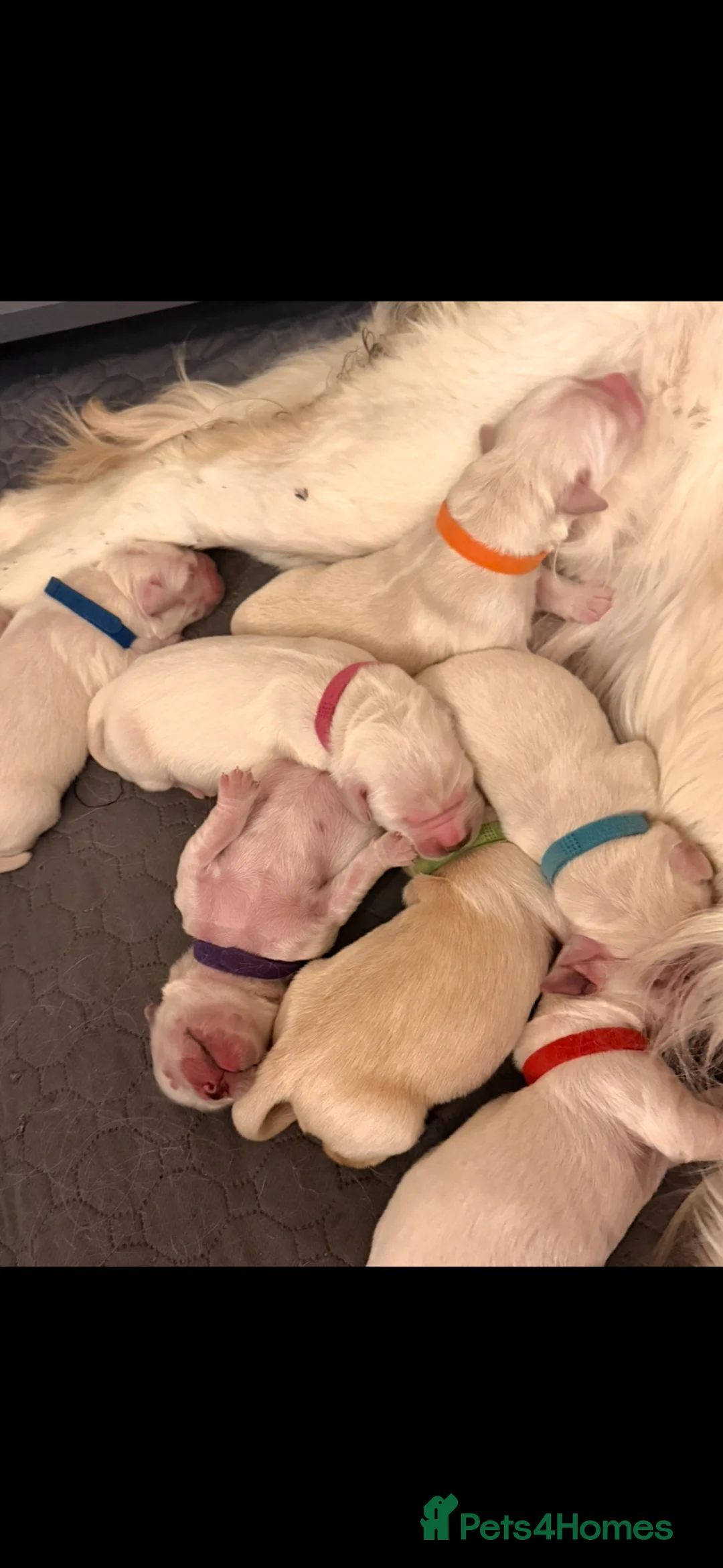 Golden Retriever dogs for sale: Outstanding KC Cream Golden Retriever Puppies - Advert 1