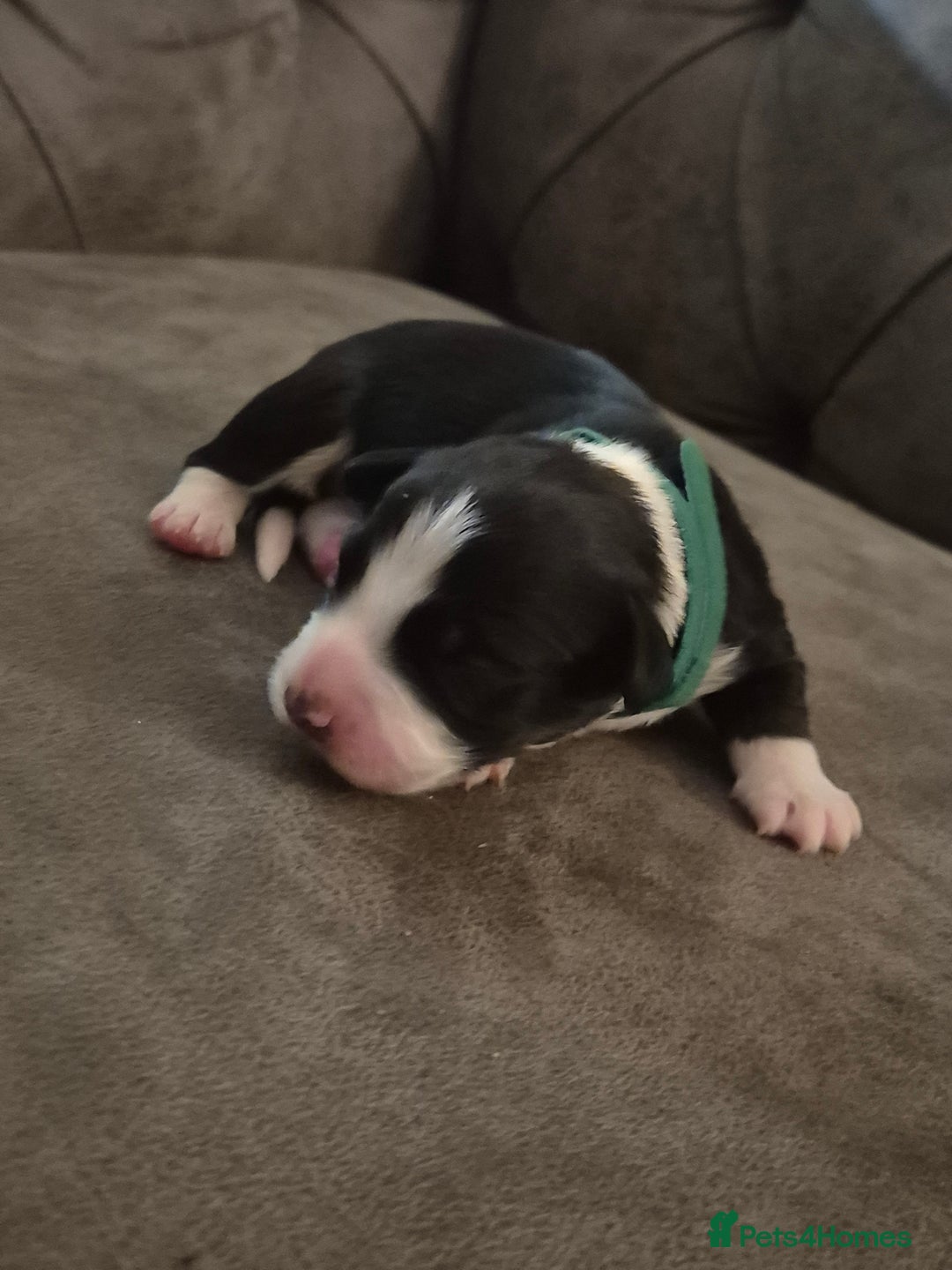 Sprollie dogs for sale: Sprollie puppies - Advert 4