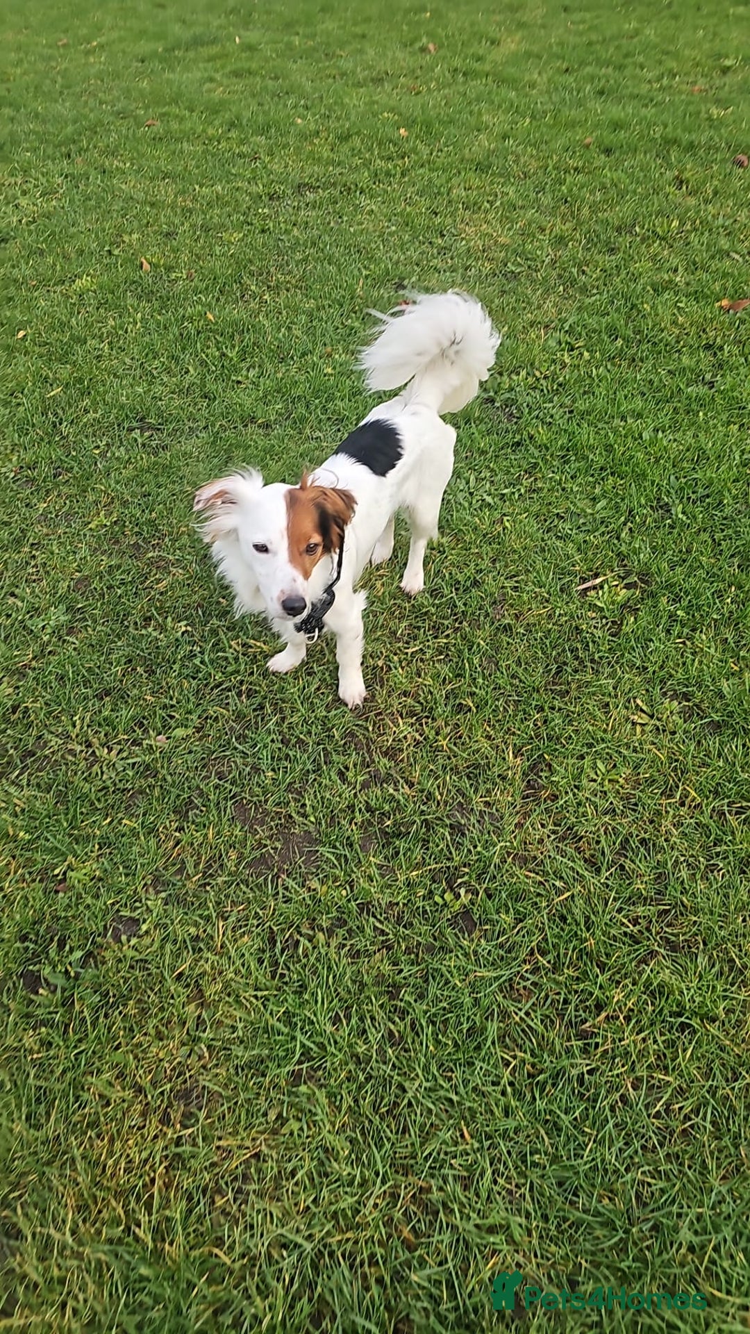 Mixed Breed dogs for sale: Sweet, Affectionate Lapdog – Jack Russell Cross - Advert 2