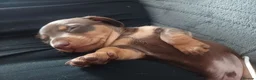 Miniature Dachshund dogs for sale: Adorable miniature dashounds. in Maldon - Advert 2