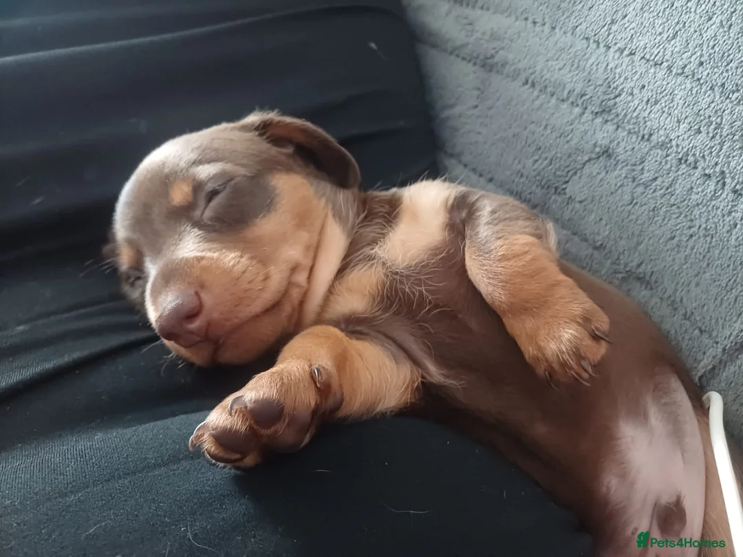 Miniature Dachshund dogs for sale: Adorable miniature dashounds. in Maldon - Advert 2